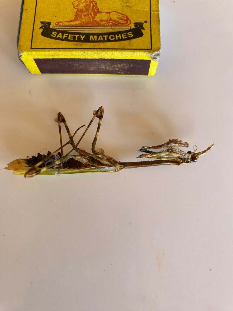Spotty Conehead Mantid from Oudtshoorn, South Africa on December 4