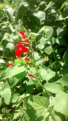 Salvia pulchella