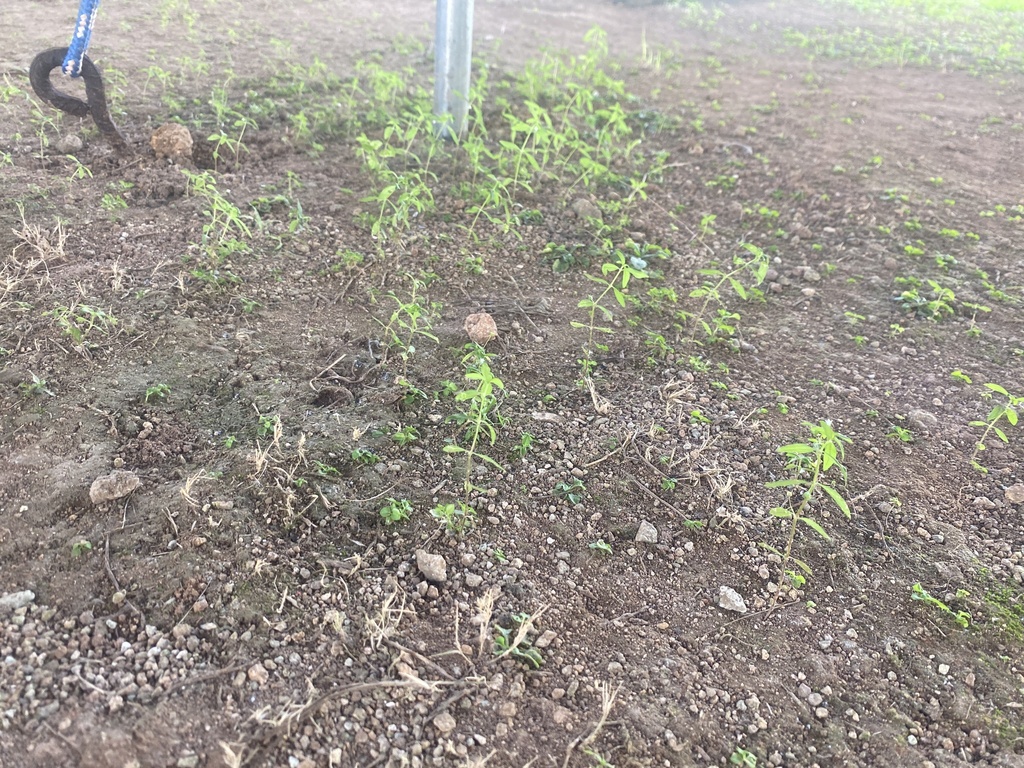 Old World Diamond Flower from Guam, Tamuning, Guam, US on December 6