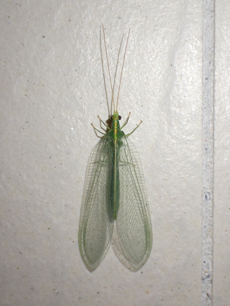 Tumeochrysa