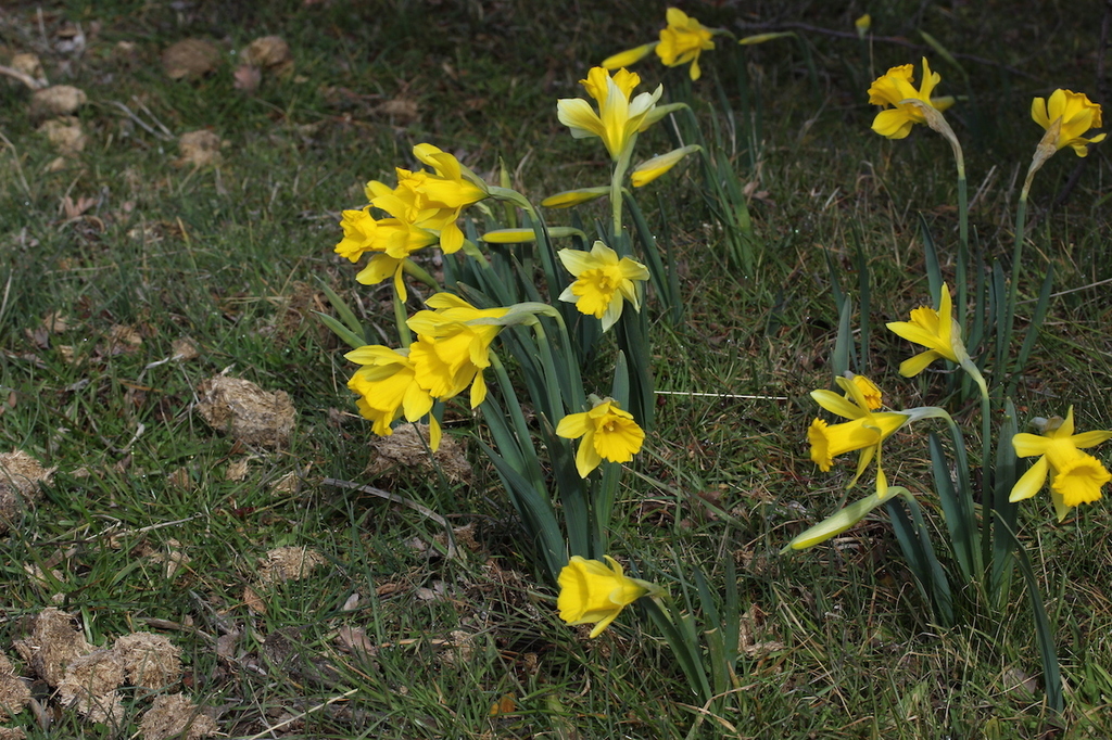 Spanish Daffodil in February 2018 by jltasset · iNaturalist