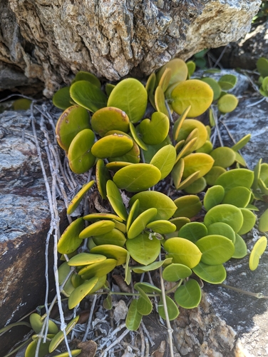 Hoya australis R.Br. ex J.Traill