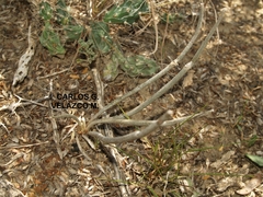 Astrophytum caput-medusae