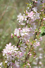 Prunus glandulosa