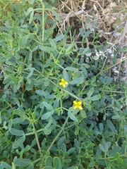 Roepera billardierei