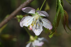 Prunus glandulosa