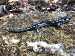 Aneides klamathensis