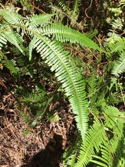 Dicranopteris linearis