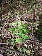 Ranunculus abortivus