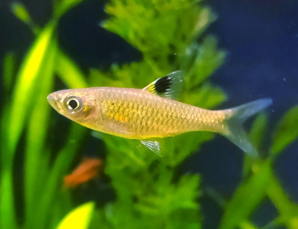 Brevibora cheeya