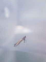 Caloptilia azaleella