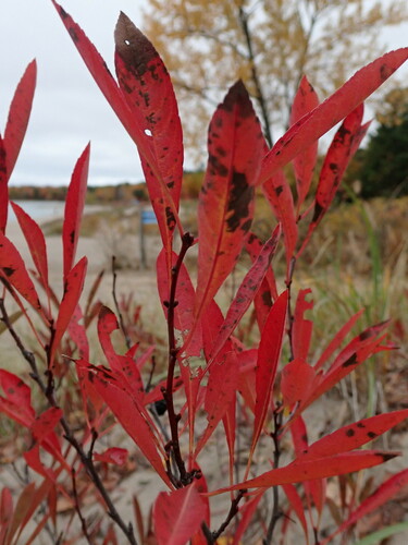 sand cherry