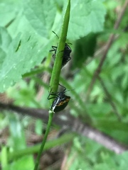 Cosmopepla conspicillaris