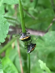 Cosmopepla conspicillaris