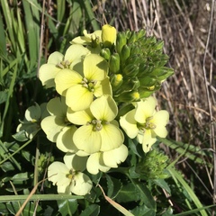 Erysimum concinnum