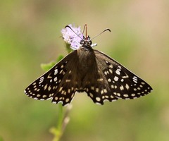 Caprona alida