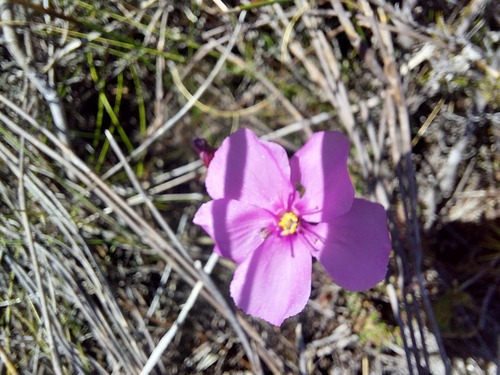 Drosera glabripes