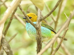 Tangara cyanoventris