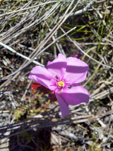 Drosera glabripes