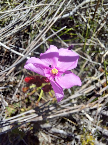 Drosera glabripes