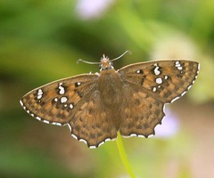 Caprona alida