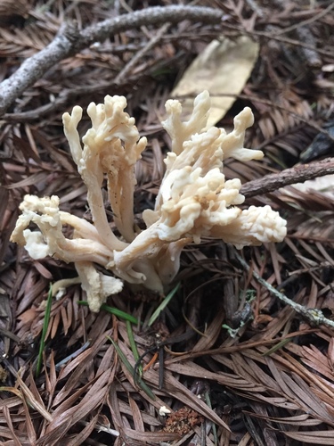 wrinkled club fungus
