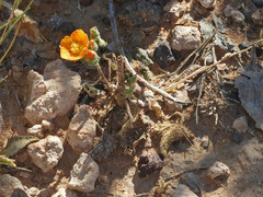 Sphaeralcea coulteri