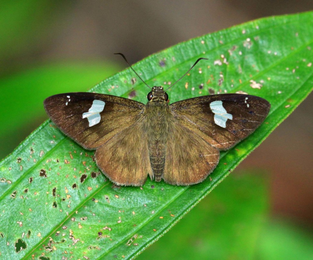 White Banded Flat