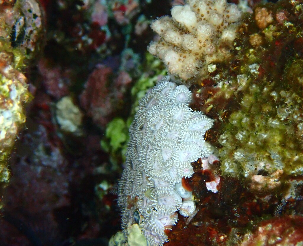 Zoanthus kuroshio