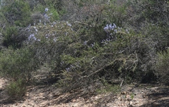 Ceanothus pendletonensis
