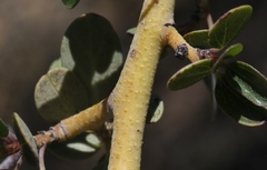 Ceanothus pendletonensis