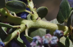 Ceanothus pendletonensis