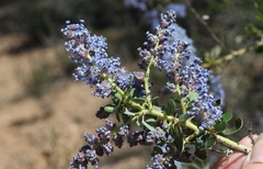 Ceanothus pendletonensis