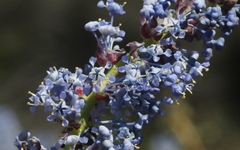 Ceanothus pendletonensis