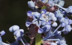 Ceanothus pendletonensis
