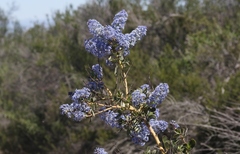 Ceanothus pendletonensis