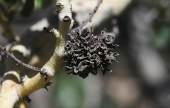 Asphondylia ceanothi