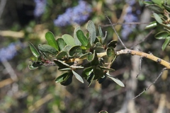 Ceanothus pendletonensis