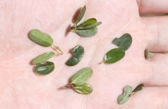 Ceanothus pendletonensis