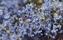 Ceanothus pendletonensis