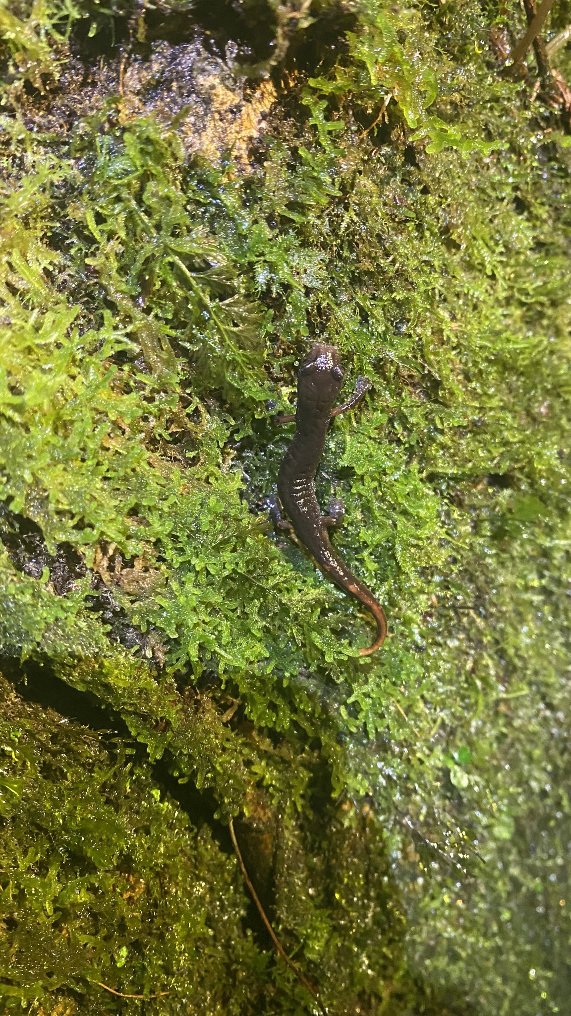 Cuetzalan Salamander photo 5