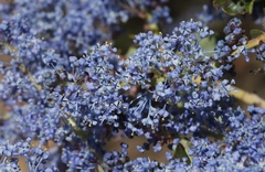 Ceanothus pendletonensis