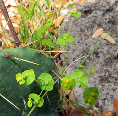 Euphorbia roemeriana