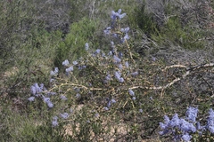 Ceanothus pendletonensis