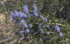 Ceanothus pendletonensis