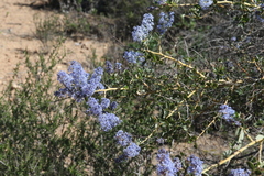 Ceanothus pendletonensis