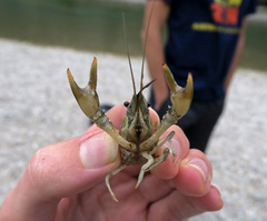 Faxonius occidentalis