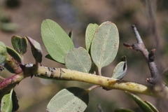 Ceanothus pendletonensis