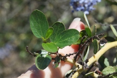 Ceanothus pendletonensis