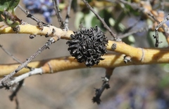 Asphondylia ceanothi